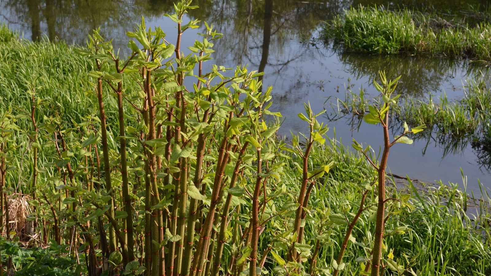 Invasive arter en geoNote løsning_1
